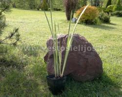 Acorus calamus 5