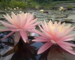 Sunny Pink 1391