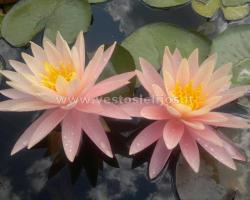 Sunny pink 1394