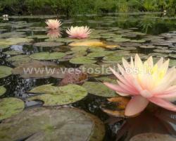 Vandens lelija Sunny pink 5