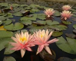vandens lelija Sunny Pink 1