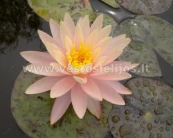 vandens lelija Sunny Pink 3