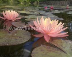 vandens lelija Sunny pink 2