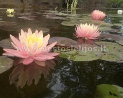 vandens lelija Sunny pink 4