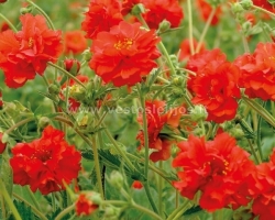 ziognage Red dragon