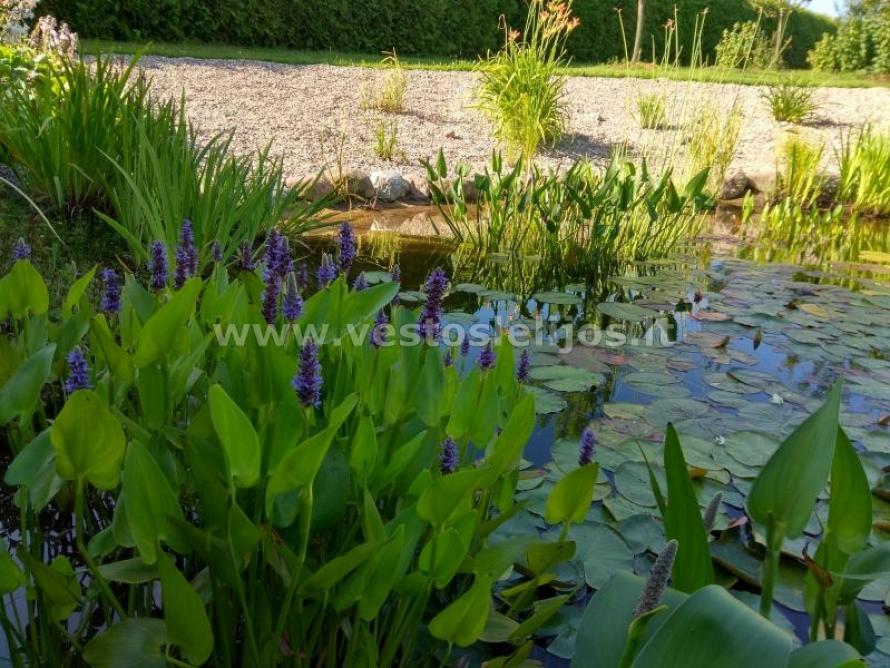 Širdžialapė skiaustmenė (Pontederia cordata)